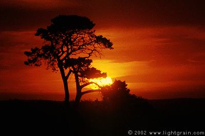 tree in sunset